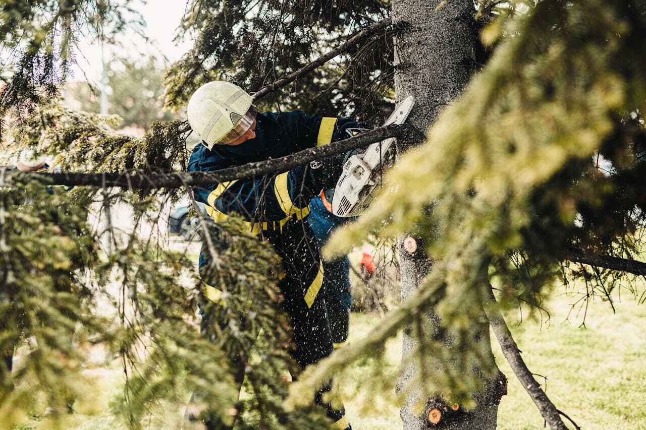 Residential Tree Removal in Jacksonville, AL